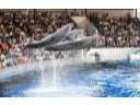 京都水族館の年間パスポート引換券
