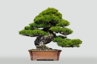 盆栽の美　さいたま市大宮盆栽美術館