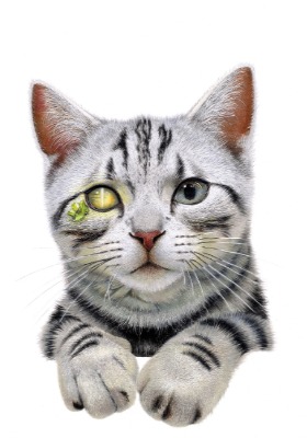 安部祐一朗さん（色鉛筆画家）<br>「世界から猫が消えたなら」（２０１６年）