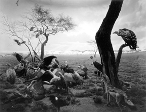 杉本博司「Ｈｙｅｎａ－Ｊａｃｋａｌ－Ｖｕｌｔｕｒｅ」