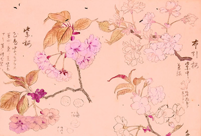 「桜花図巻」