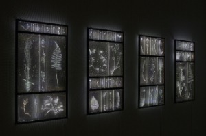 「植物の記憶／Subtle Intimacy」佐々木類