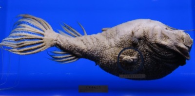 深海魚の標本　東海大学海洋科学博物館