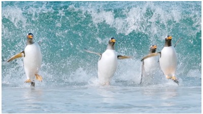 『驚き！海の生きもの超伝説劇場版ダーウィンが来た！』