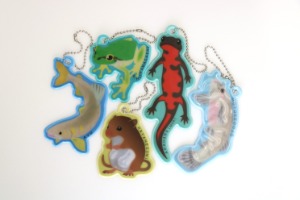 左から時計回りにアユ、ニホンアマガエル、アカハライモリ、ホトケドジョウ、カヤネズミ