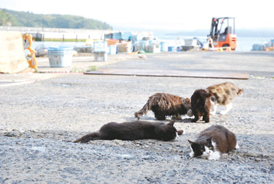 仁斗田港に集まる猫。「ほれー、まんまだよお」と地元の人がご飯を与える