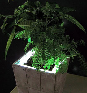 ブームの卵