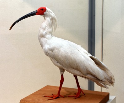 鳥類標本　我孫子市鳥の博物館