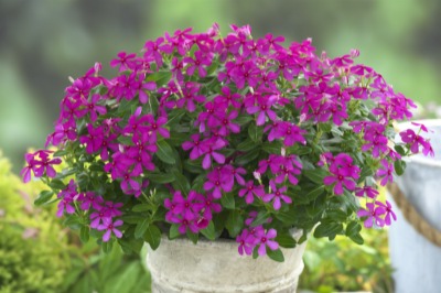 ビンカ(日日草)・スターカイト４種セット