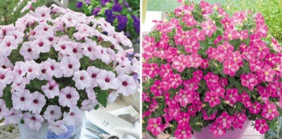 ペチュニアの苗2種セット